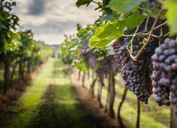 Nasce il “Consorzio di tutela dei vini Carmignano”. Chiesto il riconoscimento al Ministero 