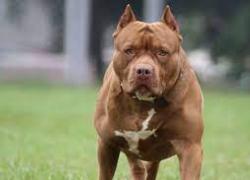 Genova, cani si azzuffano in mezzo alla strada, settantenne ferito nel tentativo di separare gli animali