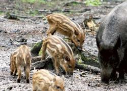 Liguria, un bonus ai cacciatori che abbattono cinghiali e fermano la pandemia di peste suina africana