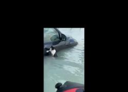 Alluvione a Dubai, gattino si aggrappa alla portiera dell'auto per sopravvivere, salvato dalla polizia - VIDEO