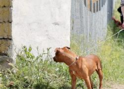 Eboli, pitbull sbrana bambino di 15 mesi e lo uccide, il VIDEO del cane con lo zio