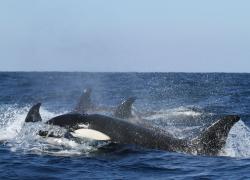 A Gibilterra un'orca affonda una barca a vela: sarà vendetta verso l'uomo o un gioco finito male?