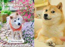 Giappone, morto Kabosu, il cane del meme Doge e Dogecoin: leucemia e malattia al fegato, aveva 18 anni