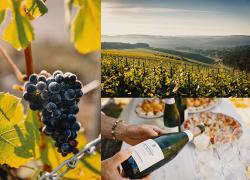 Un territorio che unisce Champagne e Borgogna, dove il Domaine Alexandre Bonnet rivendica vini e bollicine unici e particolari.