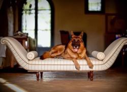 Gunther VI, il cane più ricco del mondo, adotta la lupacchiotta Cindy di 5 mesi, primo caso al mondo, erediterà il patrimonio di 450 mln€