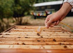 Edison Next, al via la partnership con 3Bee per rigenerazione biodiversità attraverso progetti a tutela degli insetti impollinatori