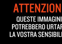 Indonesia, donna di 50 anni uccisa e ingoiata da un pitone di 6 metri nel bosco - VIDEO CHOC