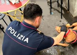 Roma, cagnolina picchiata e gettata in un cassonetto, denunciato padrone albanese senzatetto, salvato il pitbull