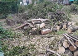 Giardino Scaldasole a Milano, le foto degli oltre 20 alberi abbattuti dal Comune di Milano, tutti sani e a distanza dalle case