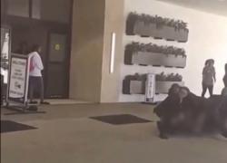 Milwaukee, afroamericano ucciso dalla security dell'hotel come George Floyd, ginocchio sul collo e soffocamento - VIDEO