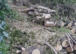 Alberi abbattuti nel Giardino Scaldasole a Milano, la Presidenza dell’ARPA: "Non abbiamo autorizzato noi, e il nostro report ambientale lo dovete chiedere al nostro Direttore Generale”