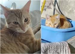 Roma, il gatto "Caracas" del quartiere Mandrione ucciso da un treno, legato con un nastro ai binari della stazione