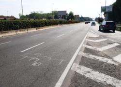 Milano, gatto buttato dal finestrino di un'auto in corsa in viale Forlanini e morto, bufera social: "Servono pene più severe"