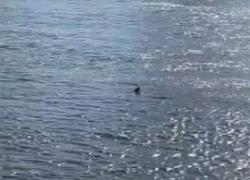Londra, squalo nel Tamigi avvistato da una donna, nel fiume oltre 115 specie di pesci - VIDEO