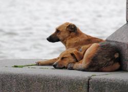 Mars, pubblicato Report “State of Pet Homelessness”: 35% degli animali domestici a livello globale vive per strada