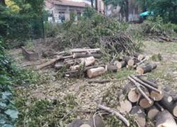 Giardino Scaldasole e abbattimento di 20 tra alberi e piante, Lega e Lista Civica pronte a interrogazione in Consiglio comunale