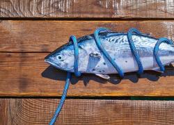 L’importanza del pesce azzurro nel mercato ittico italiano. Maggior libertà ai pescatori locali