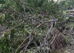 Giardino Scaldasole a Milano, Garanti del Comune sbugiardano Elena Grandi: "Abbattuti 20 alberi", ma l'assessore all'Ambiente aveva dichiarato: "Tagliate 3 piante malate"; Lega presenta interrogazione in Consiglio Comunale
