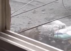 Gaza, soldati Idf uccidono cavallo che trasportava aiuti umanitari e sacchi di farina ai palestinesi - il VIDEO virale