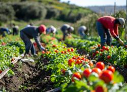 Lodi, 1054 braccianti sfruttati: "fino a 512 ore al mese di lavoro e alloggi degradanti", sospeso l’imprenditore indagato per intermediazione illecita e sfruttamento del lavoro