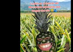 Incontri tra single, l'ananas capovolto nel carrello segnale per il match nei supermercati Mercadona: la nuova moda in Spagna - VIDEO