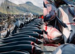 Isole Faroe, massacro di oltre 150 delfini durante la 'tradizionale' grindadrap, Sea Shepherd: "il peggiore da quello del 2021" - VIDEO