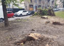 Milano, abbattuti tre alberi trentennali in via Conca del Naviglio 15 per "rischio stabilità", abitanti adirati: "Erano davvero pericolanti? Saranno reimpiantati?"