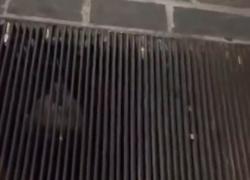 Lodi, scoperto “l'uomo talpa” che si nasconde sotto le grate per spiare le donne: “Andava avanti da mesi” - VIDEO