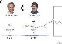 Nobel medicina 2024 agli americani Victor Ambros e Gary Ruvkun per la scoperta del microRNA e del meccanismo di "regolazione genica"