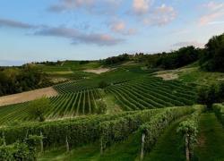 Tempo di degustazioni, funghi e tartufi: conoscere cibo e vini del Piemonte, fra Barbaresco, Barbera, Dolcetto e Barolo