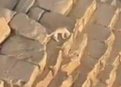 Egitto, un cane sulla Piramide di Giza che “abbaiava agli uccelli” a 140m, il VIDEO  girato da un uomo in parapendio 