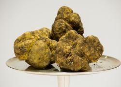 Asta mondiale del Tartufo d'Alba: il lotto finale da meno di un chilo aggiudicato a Hong Kong per 140mila euro