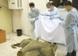 Siberia, cucciolo di mammut congelato da 50.000 anni emerso dai ghiacci, Yana morta quando aveva un anno