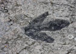 Regno Unito, scoperte 200 impronte di "dinosauri di 166 mln di anni fa e piste attraversate da erbivori e carnivori nel Giurassico medio"