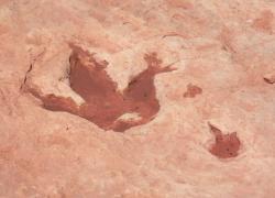 Argentina, scoperta la più grande presenza di dinosauri mai registrata a nord, centinaia di impronte datate fino a 90 milioni di anni