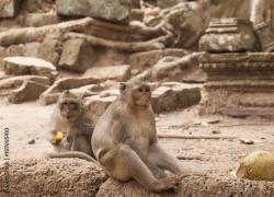 Nel celebre sito Unesco della Cambogia, Angkor Wat, le scimmie selvagge assaltano e mordono i turisti
