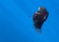 Diavolo Nero emerso dagli abissi a Tenerife: "Avvistato per la prima volta in superficie e in pieno giorno, pesce leggendario" - VIDEO