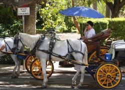Malaga, addio alle carrozze per turisti a causa del troppo caldo e dello stress per i cavalli