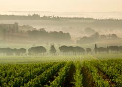 Enoturismo, l’esempio di Carpineto che coltiva in modo sostenibile e neutrale all’impronta del carbonio 500 ettari di terreni suddivisi tra 5 tenute nelle zone storiche della Toscana vitivinicola