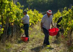 Diciassette aziende, 151 ettari di vigneti, 64 etichette in commercio per una media di 192mila bottiglie. Nasce Pro.Vi.Mu l’associazione dei Produttori Vino del Mugello 