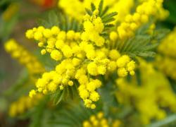 La vera storia della Festa della donna, le origini in Russia e il significato, ecco perché si festeggia l'8 marzo