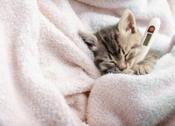 Aviaria, nuovo allarmismo ingiustificato, Science: "Pandemia, vaccinarsi contro il virus H5N1" ma "contagi solo in qualche gatto, nessuno da uomo a uomo"