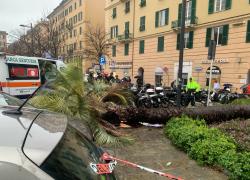 Genova, palma cade sulla strada e uccide una donna di 57 anni, la procura indaga sulle manutenzioni