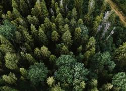 La Norvegia è il primo Paese al mondo a vietare il taglio raso degli alberi, un passo decisivo nella lotta contro la deforestazione e il cambiamento climatico