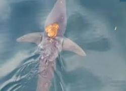 Polpo maori in sella a uno squalo mako "per scroccare un passaggio" in Nuova Zelanda, il VIDEO dell'evento raro ribattezzato "Sharktopus"