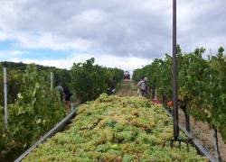 Vino, la preoccupazione del Consorzio della Vernaccia di San Gimignano per i dazi USA