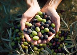 Torna a Firenze l'appuntamento con il "green carpet" dell'Olio Extravergine d'Oliva Made in Tuscany