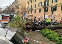 Morte dopo crollo palma, tra gli indagati l’ex direttore generale di Aster e il capo progetto di Euroflora