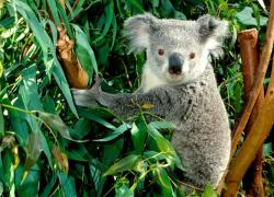 Australia, uccisi oltre 750 koala da cecchini in elicottero, l’ennesima “follia violenta” del governo: “Per il loro bene, debilitati e in sofferenza”