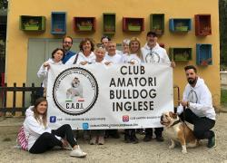 Evento per cani, il 4 maggio in Brianza torna il più grande incontro dedicato ai bulldog inglesi: al parco la 28ª edizione del #bulldodgday promossa dal CABI  